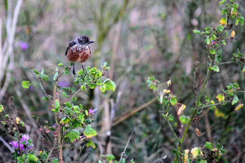 © Andrea Bortolotti