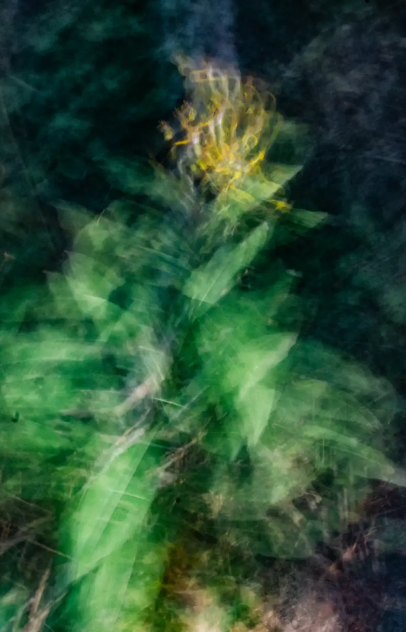 © Andrea Bortolotti