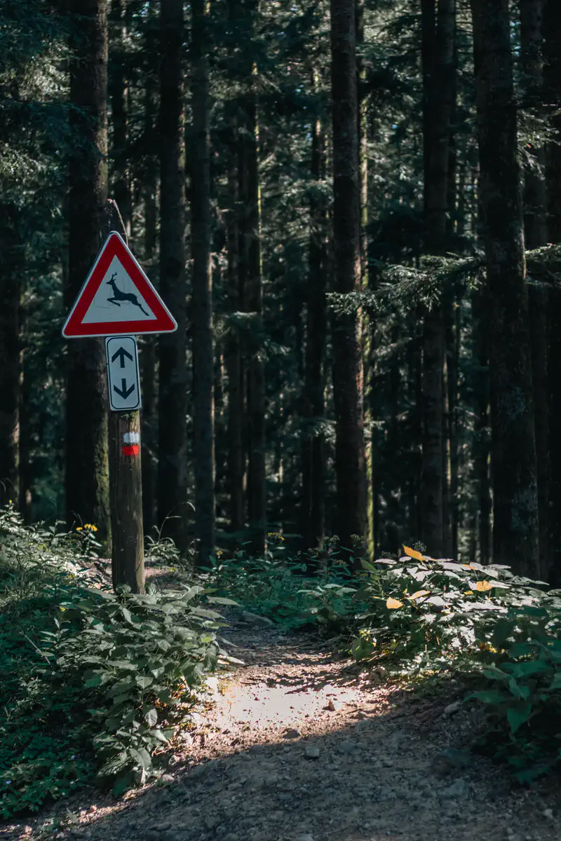 © Andrea Bortolotti